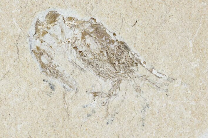 Cretaceous Fossil Shrimp - Lebanon #107678